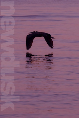 dawn flight 2